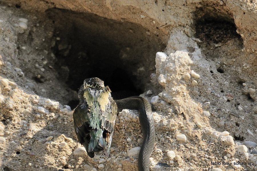 Il caparbio: predazione di biacco (foto-racconto)